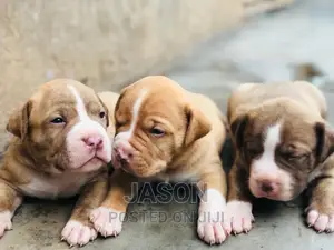 1-3 months Male Purebred American Pit Bull Terrier