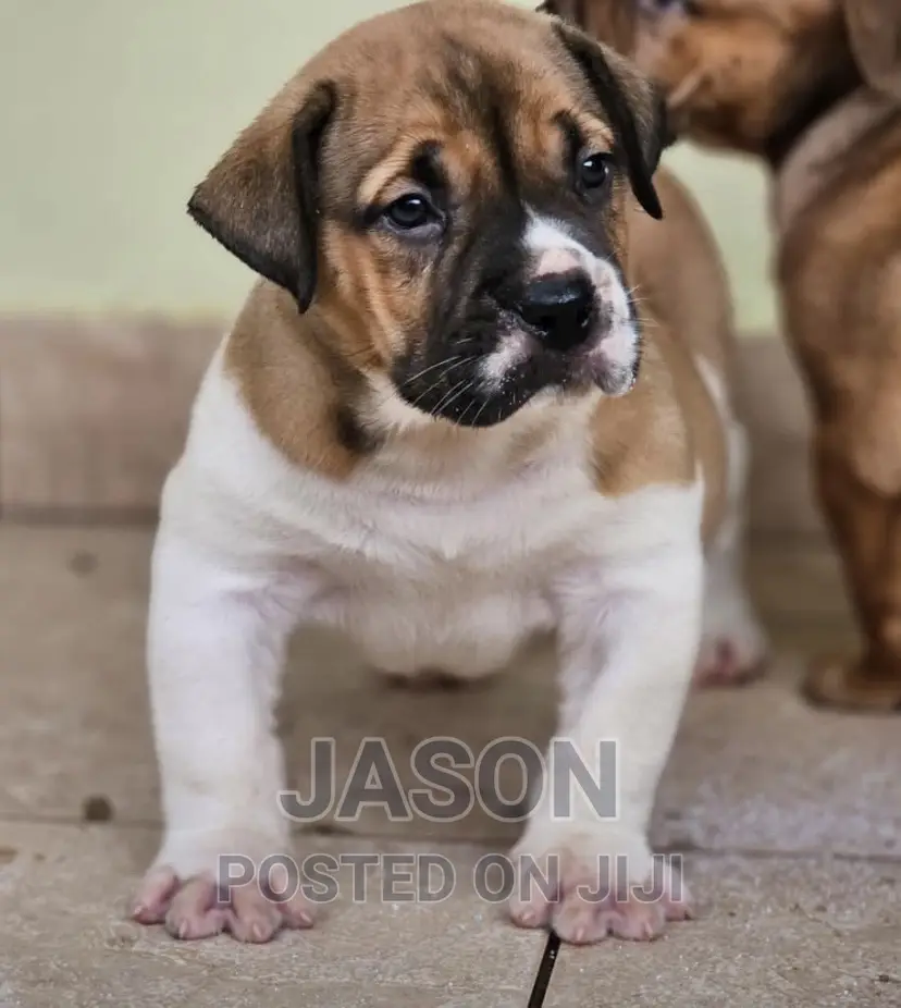 1-3 months Male Purebred American Pit Bull Terrier