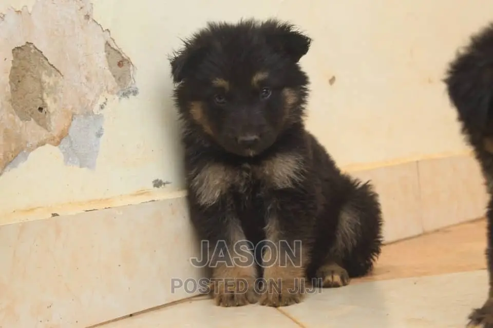 1-3 months Female Purebred German Shepherd