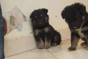 1-3 months Female Purebred German Shepherd