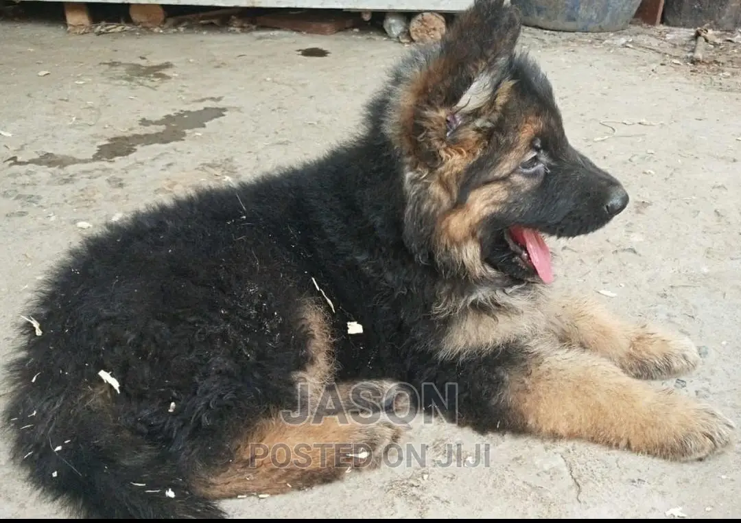 1-3 months Female Purebred German Shepherd