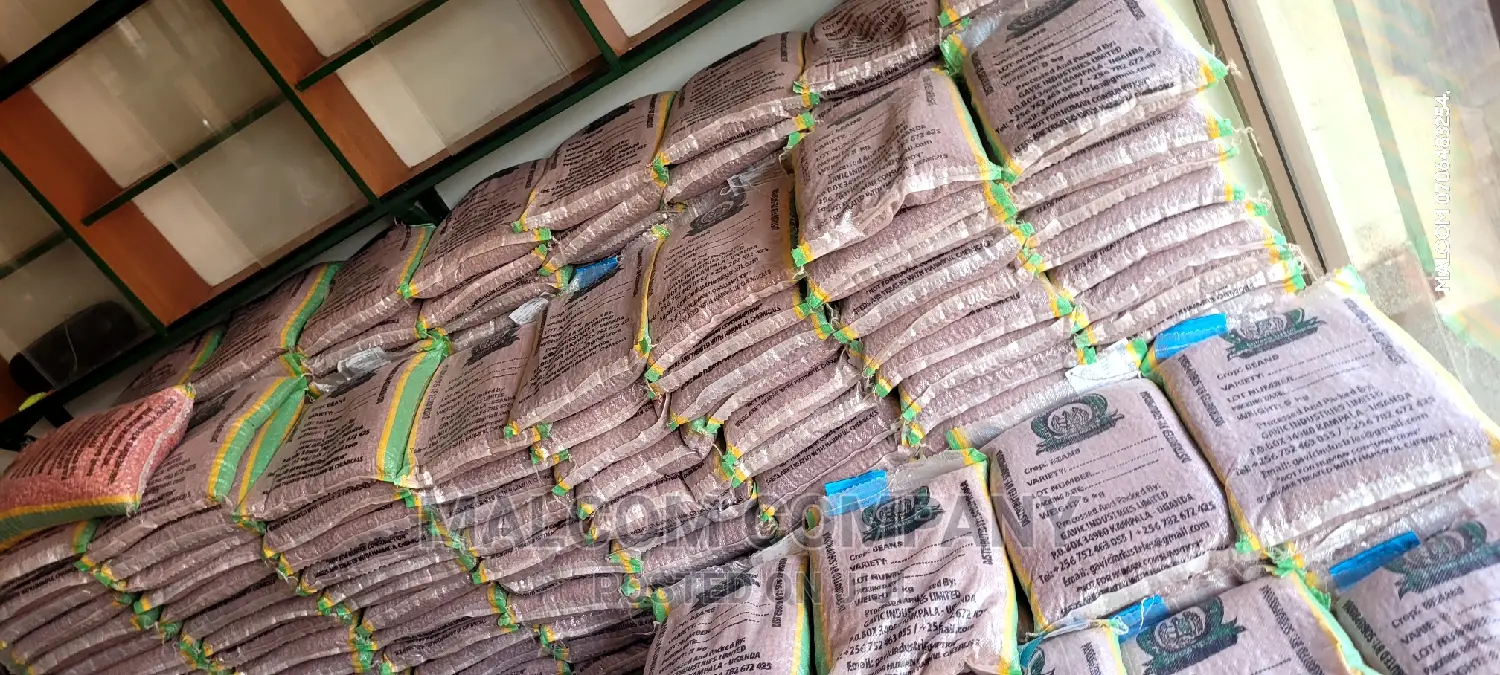 Maize Seeds For Planting