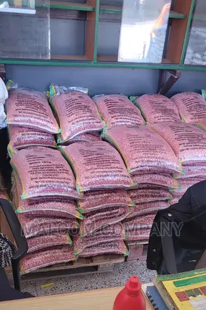 Maize Seeds Wholesalers