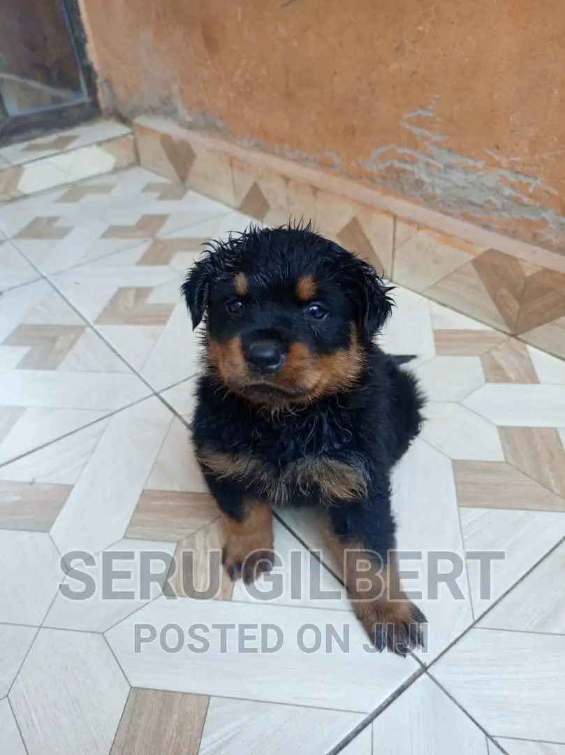 1-3 months Male Purebred Rottweiler