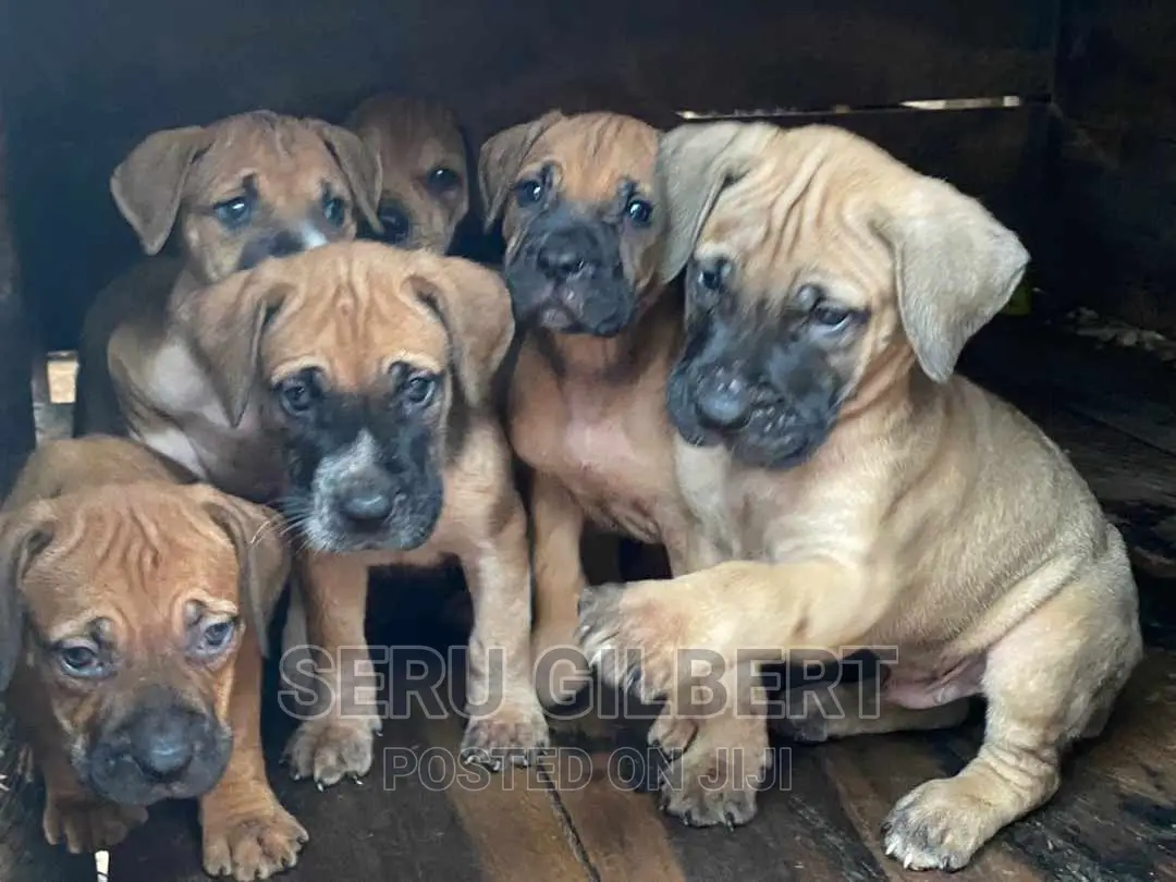 1-3 months Male Purebred Boerboel