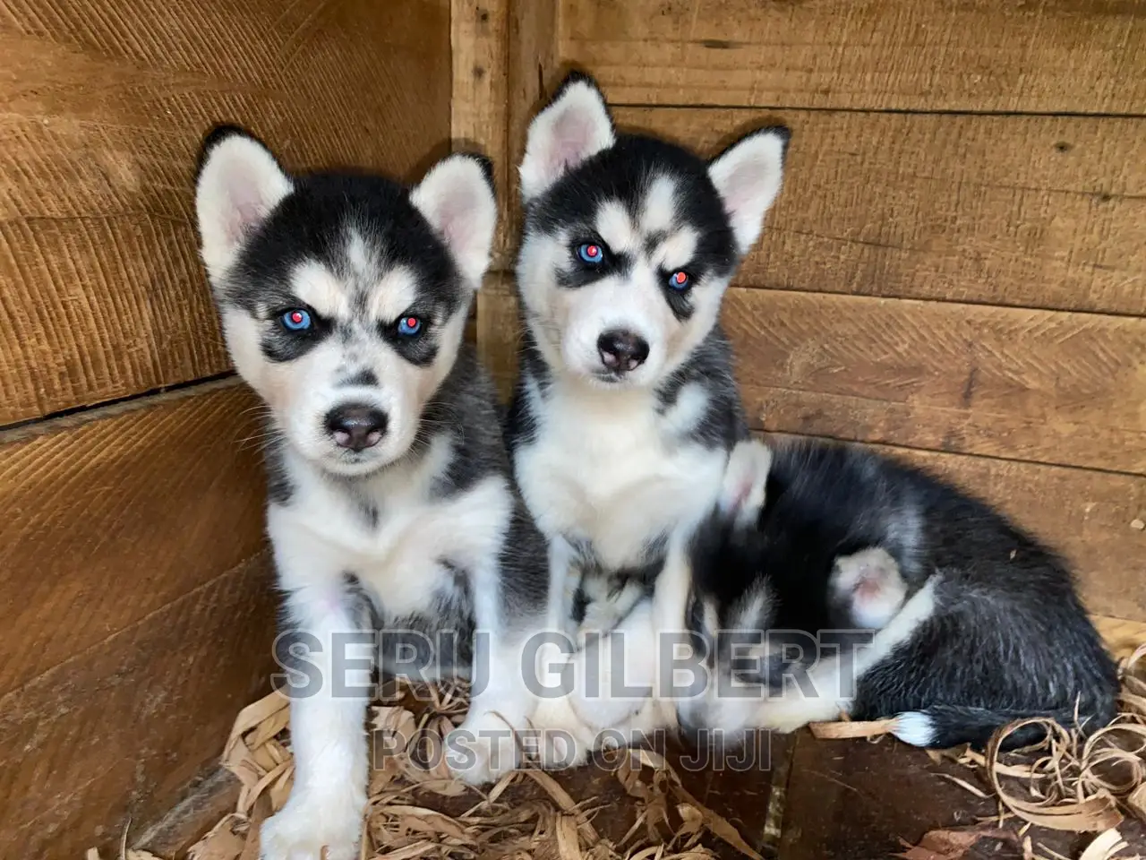 1-3 months Male Purebred Siberian Husky