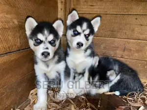 1-3 months Male Purebred Siberian Husky