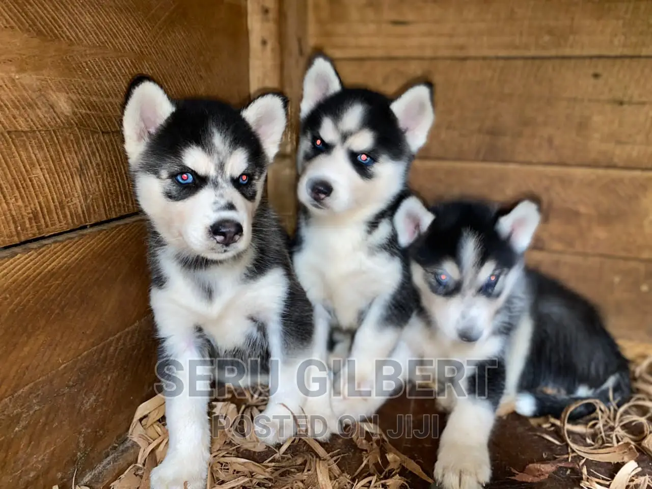 1-3 months Male Purebred Siberian Husky