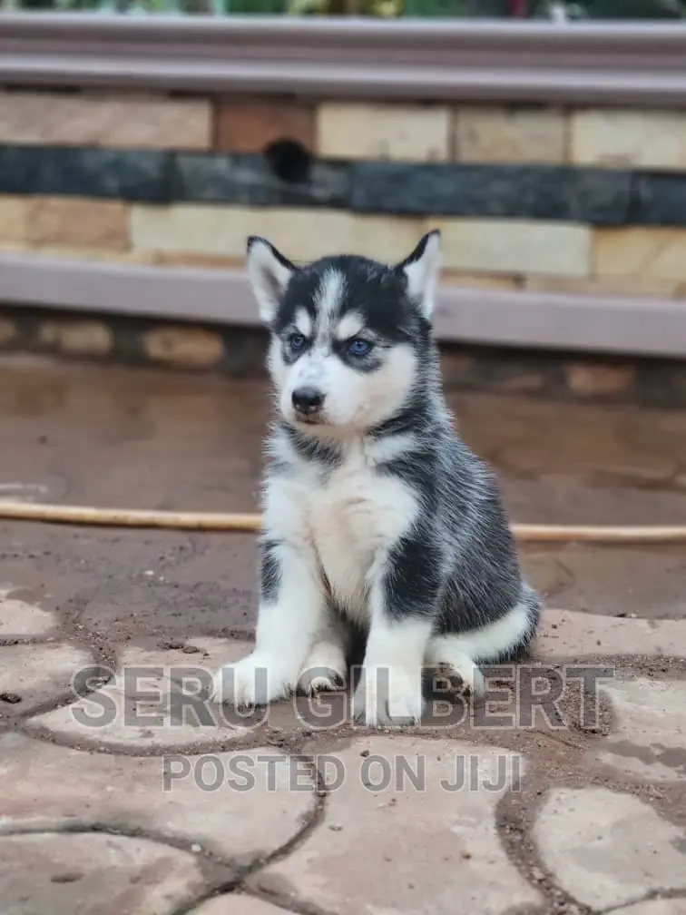 1-3 months Male Purebred Siberian Husky