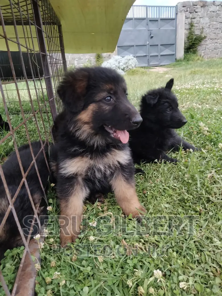 1-3 months Male Purebred German Shepherd