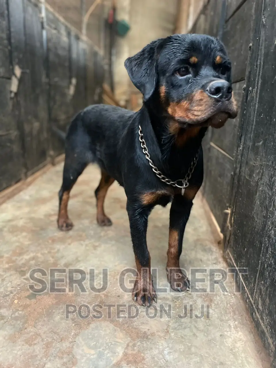 1-3 months Female Purebred Rottweiler