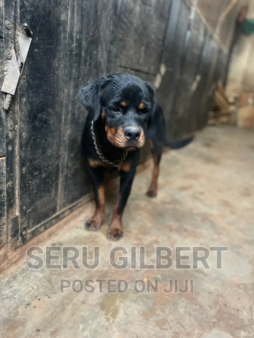 3-6 months Female Purebred Rottweiler