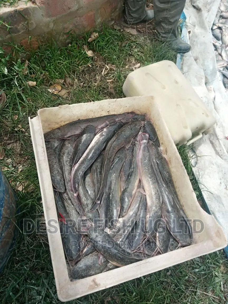 Catfish Brood Stock