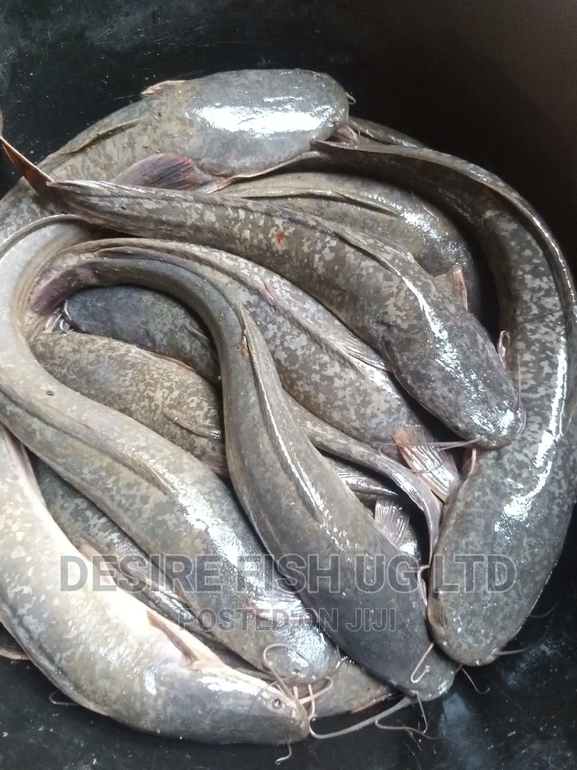 Catfish Brood Stock