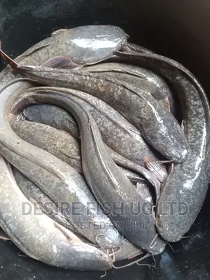 Catfish Brood Stock