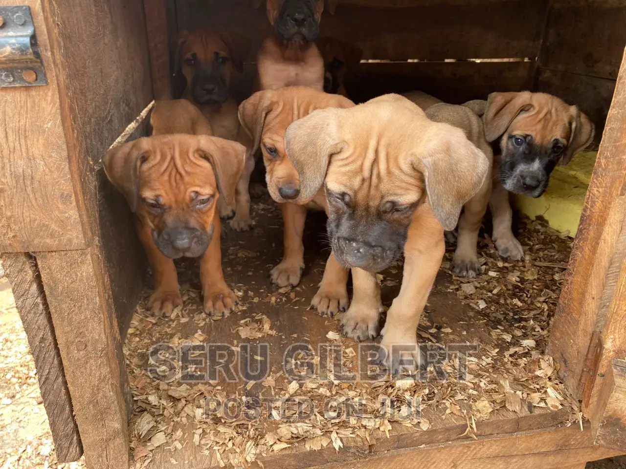 1-3 months Male Purebred Boerboel