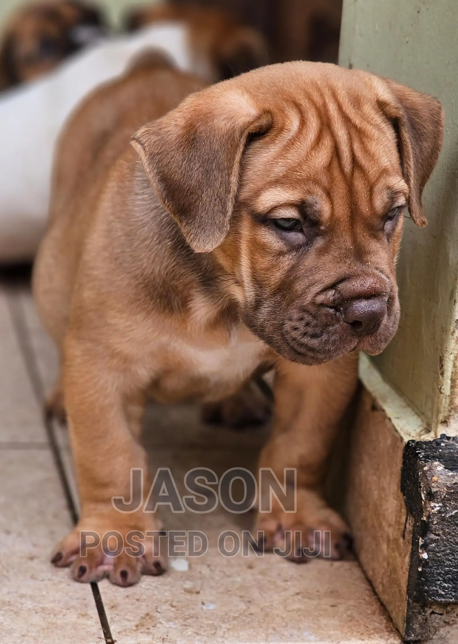 1-3 months Male Purebred Boerboel