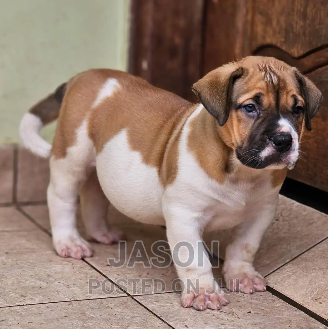 1-3 months Male Purebred Boerboel
