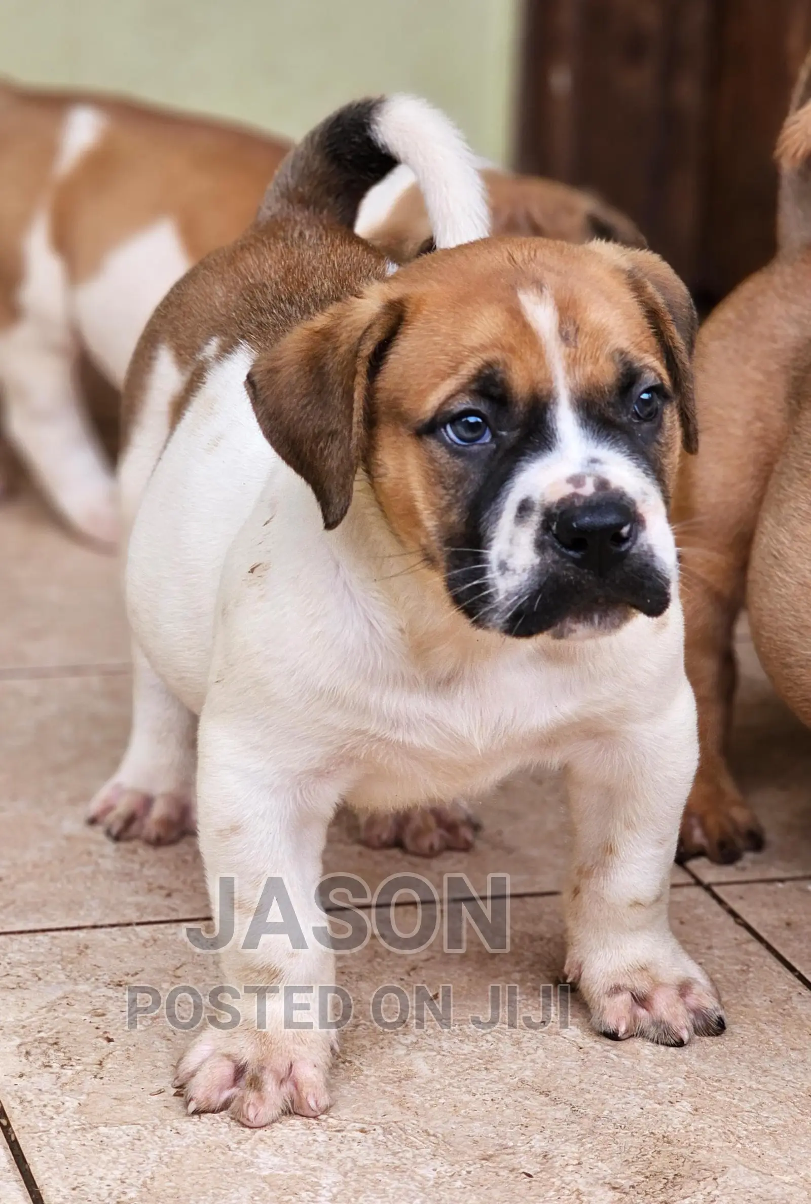1-3 months Male Purebred Boerboel