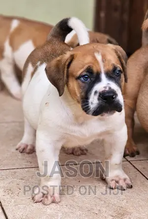 1-3 months Male Purebred Boerboel
