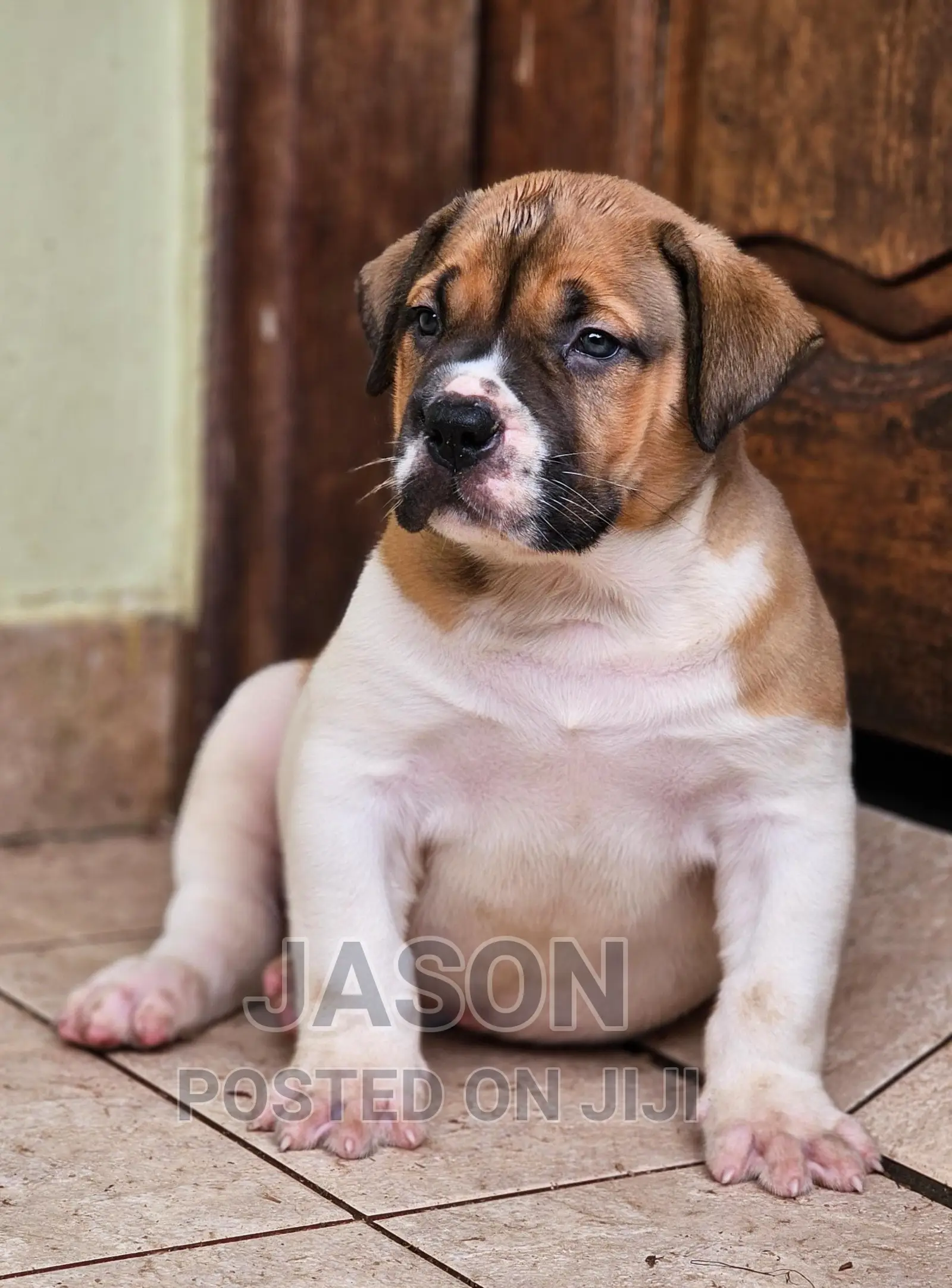 1-3 months Male Purebred Boerboel