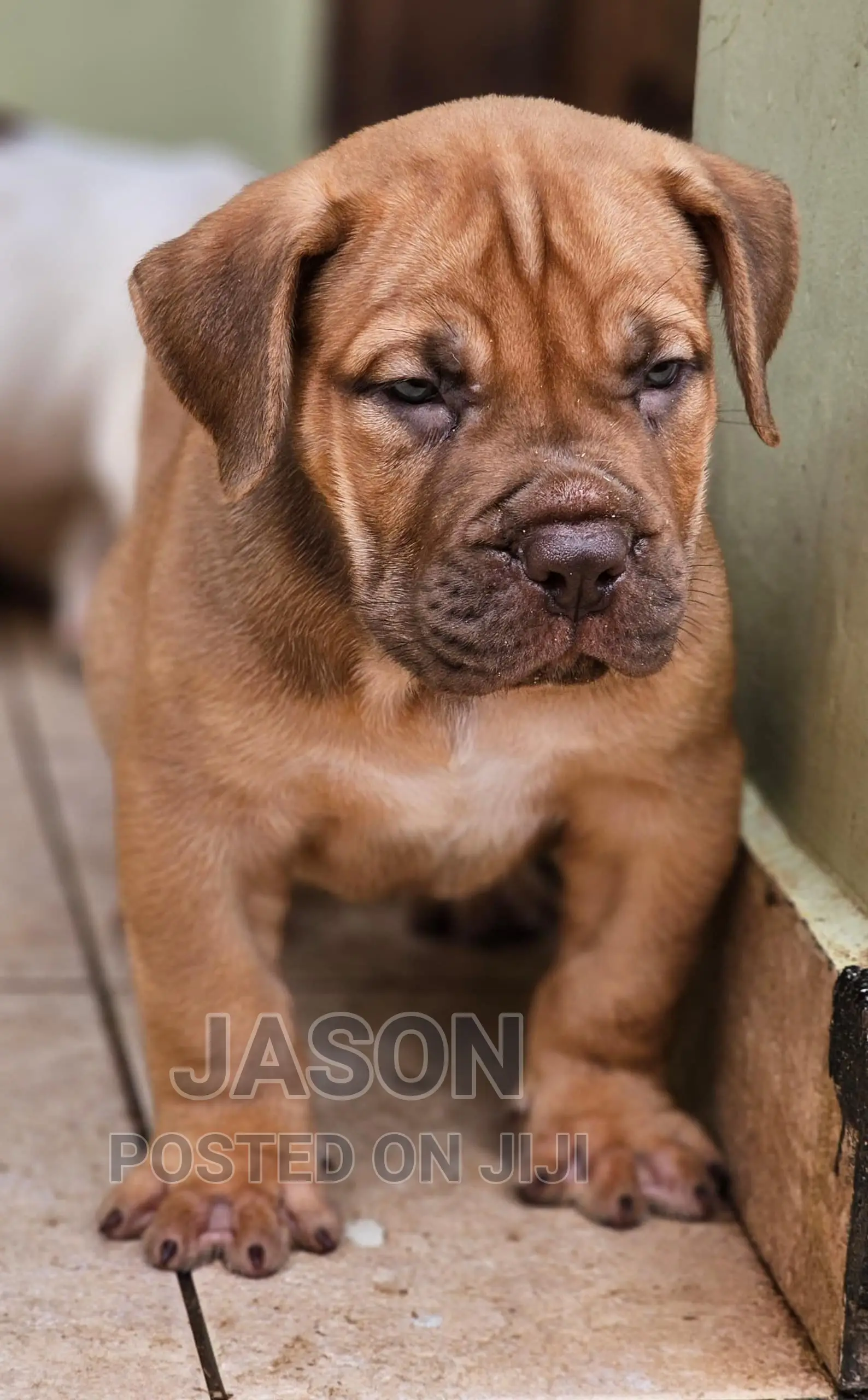 1-3 months Female Purebred Boerboel
