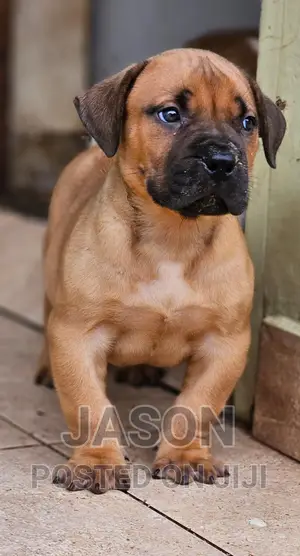1-3 months Female Purebred Boerboel