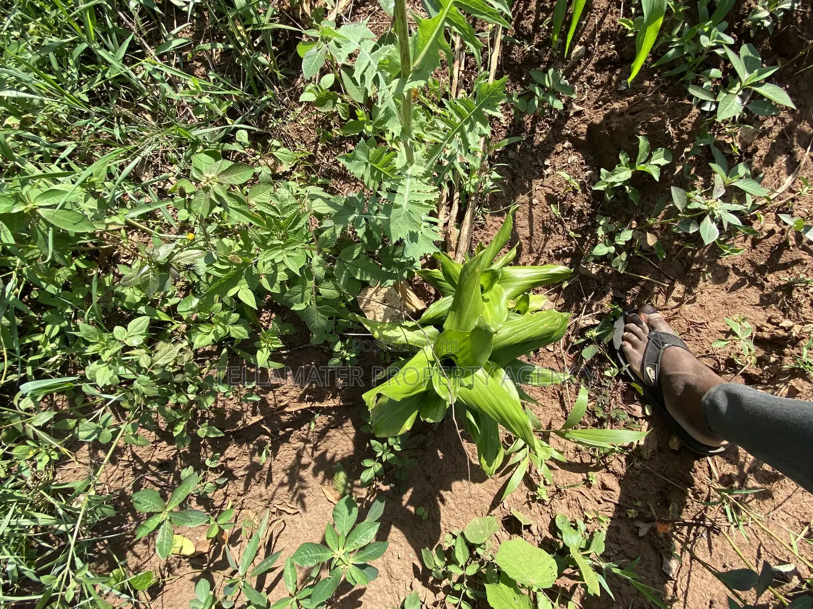Cheap Mailo Plots With Ready Titles for Sale at Nakifuma