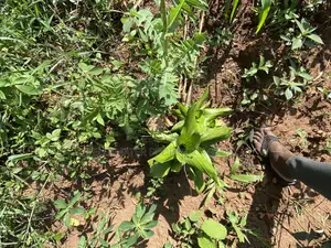Cheap Mailo Plots With Ready Titles for Sale at Nakifuma