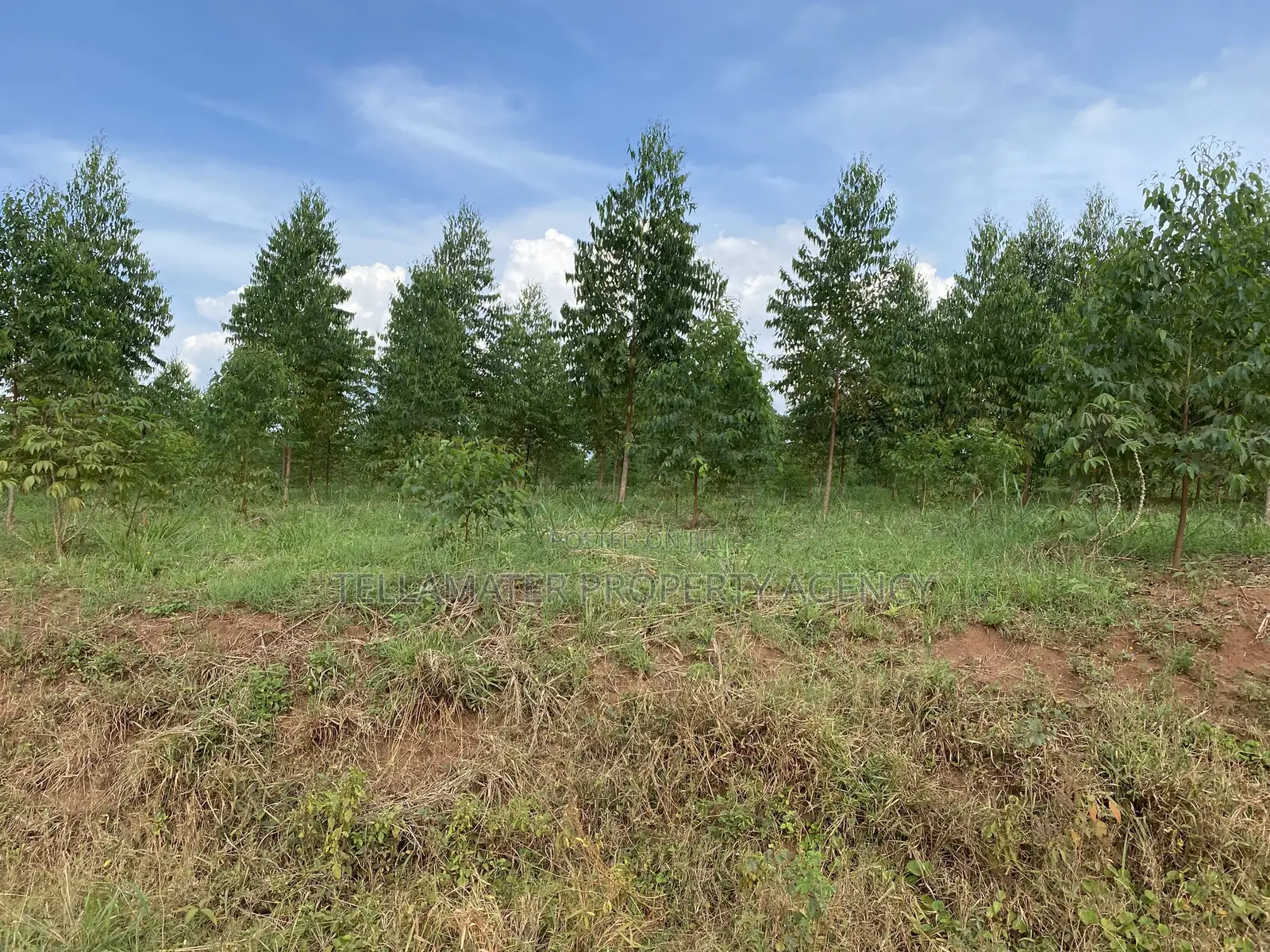 Cheap Mailo Plots With Ready Titles for Sale at Nakifuma