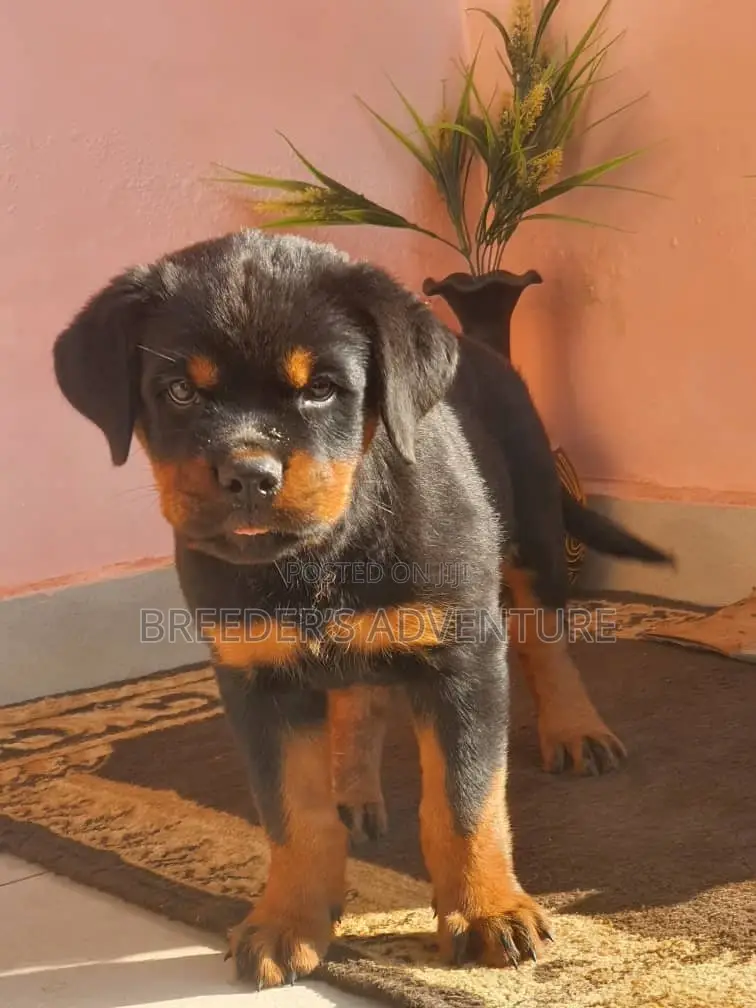 1-3 months Male Purebred Rottweiler