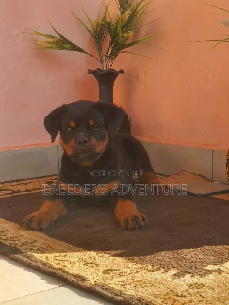 1-3 months Male Purebred Rottweiler