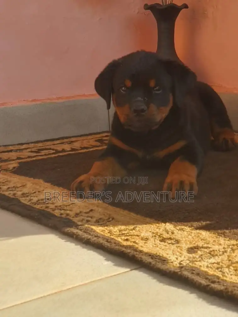 1-3 months Male Purebred Rottweiler