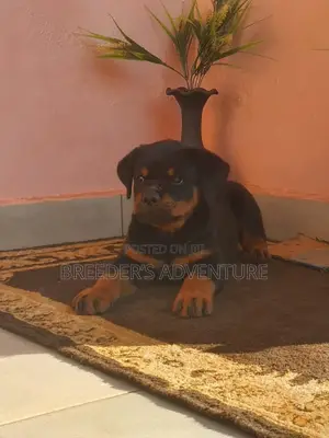 1-3 months Male Purebred Rottweiler