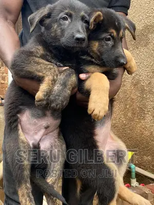 1-3 months Male Purebred German Shepherd