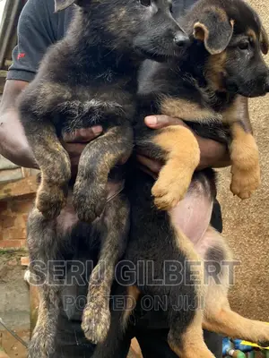 1-3 months Male Purebred German Shepherd