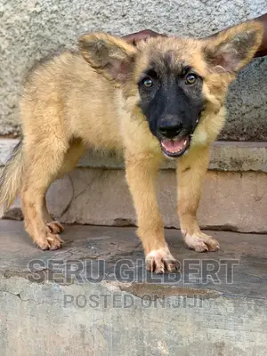 3-6 months Male Purebred German Shepherd