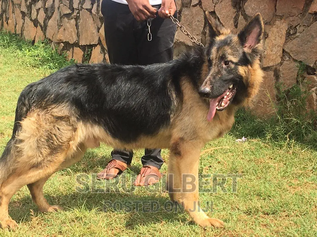 6-12 months Male Purebred German Shepherd