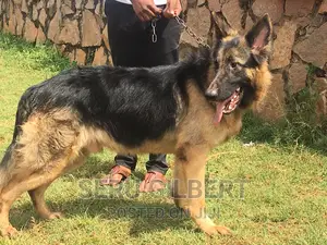 6-12 months Male Purebred German Shepherd