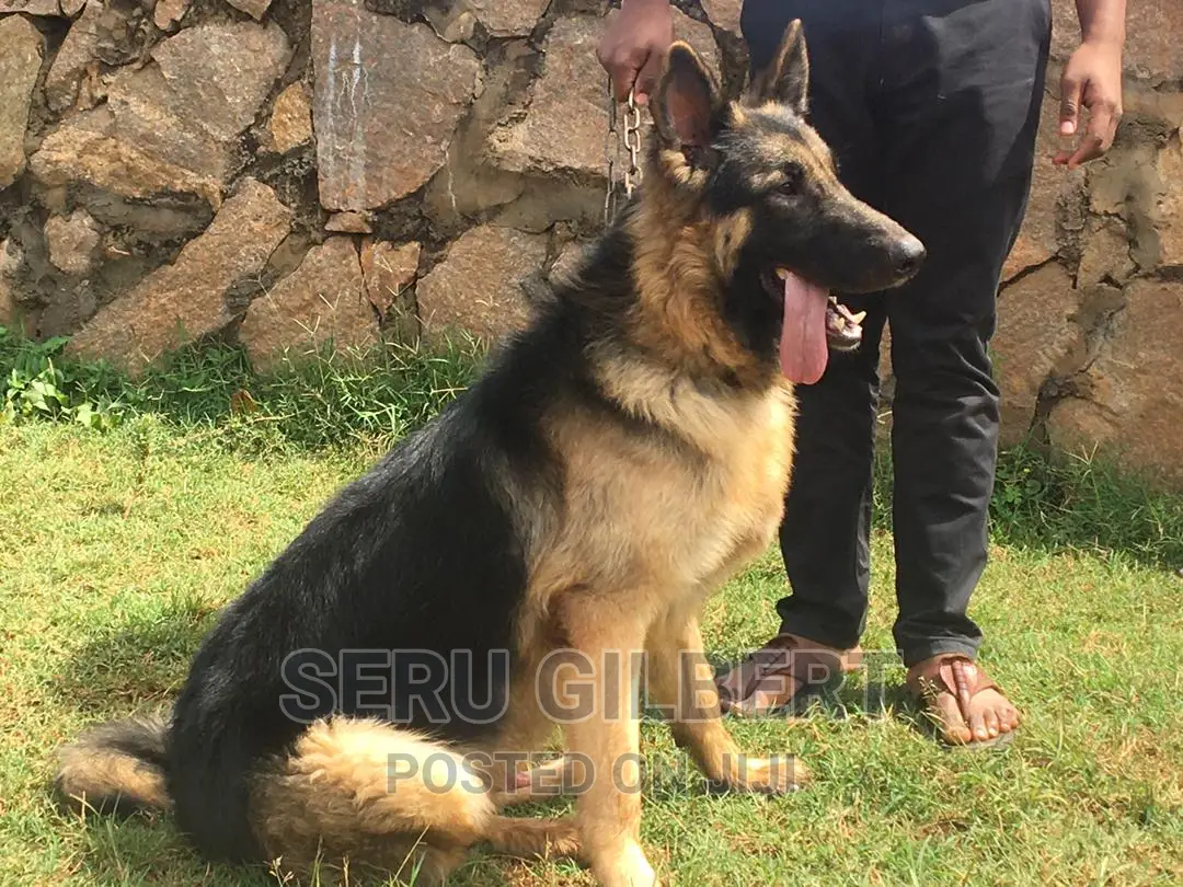 3-6 months Male Purebred German Shepherd