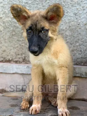 1-3 months Male Purebred German Shepherd