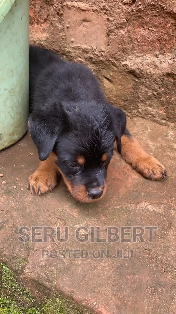 Male Rottweiler Week Old Rottweiler Puppies 1-3 Months Male