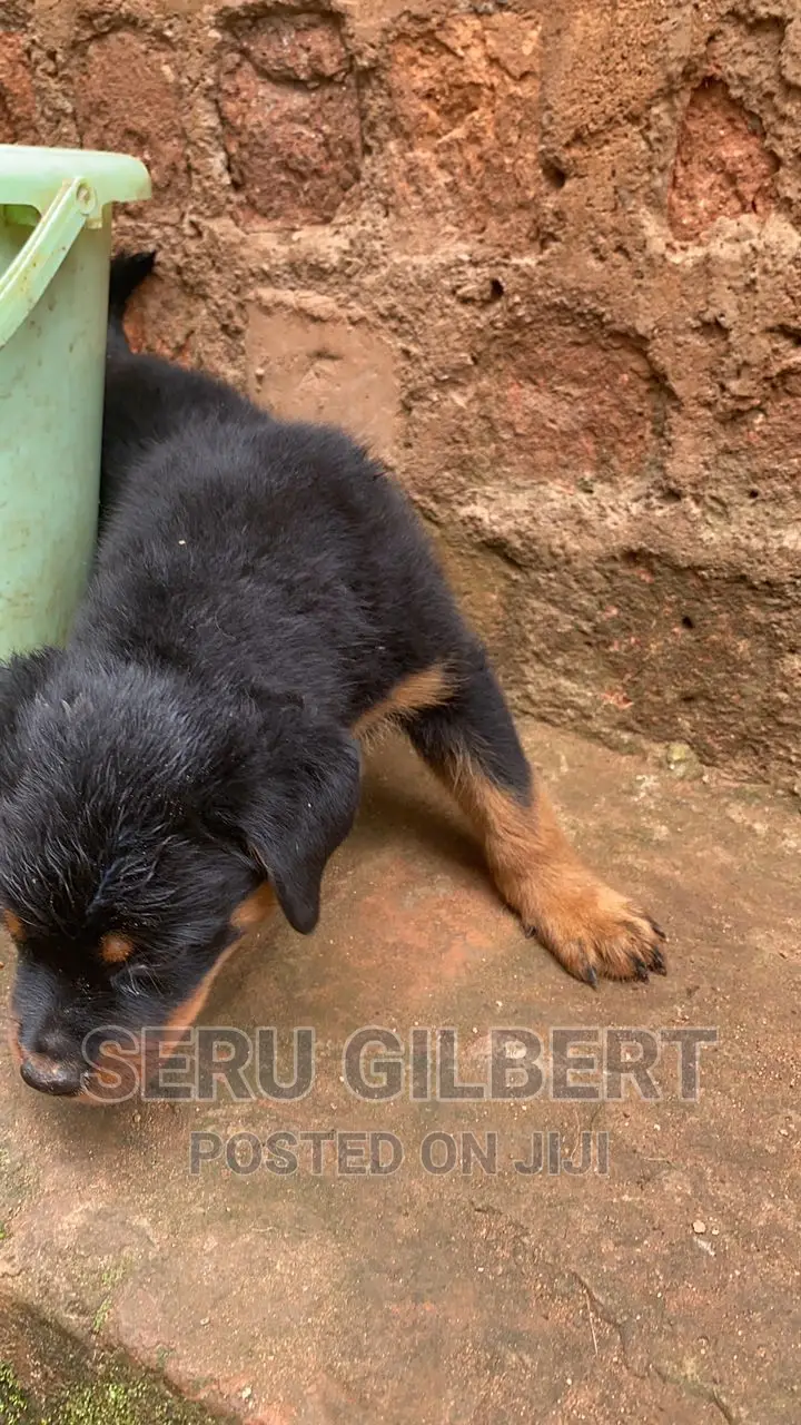 1-3 months Male Purebred Rottweiler