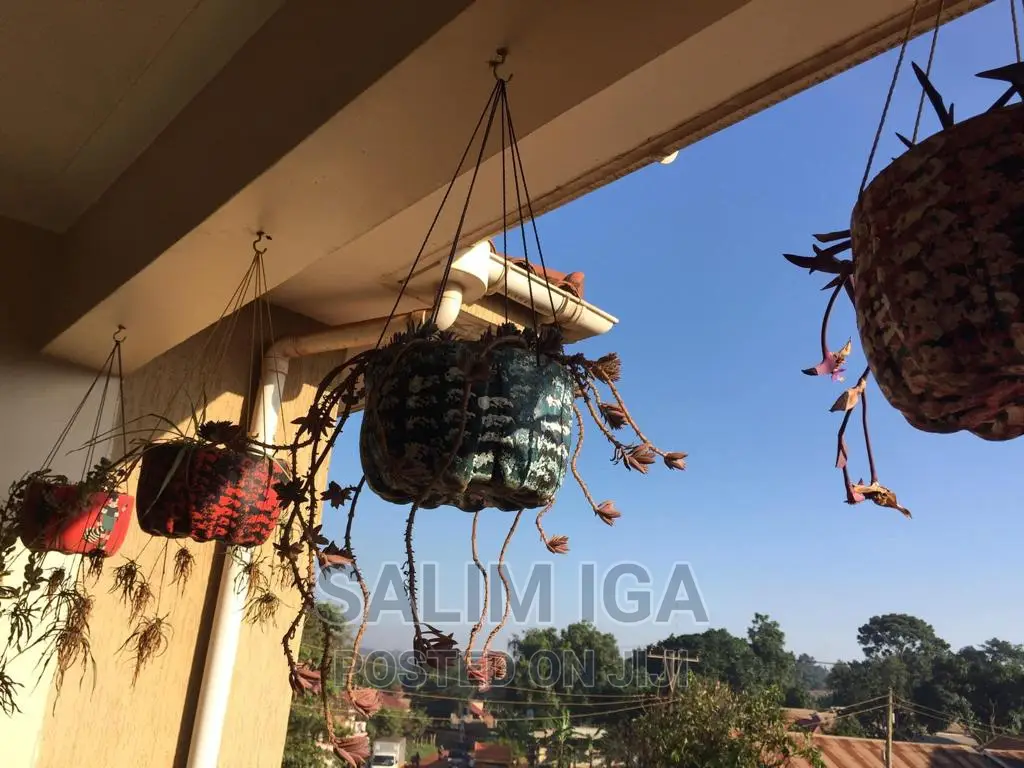 Furnished 1bdrm Block of Flats in Kololo Property, Central Division