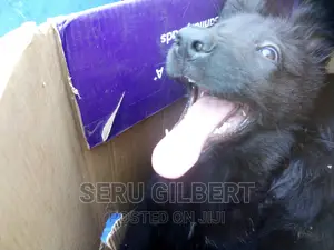 3-6 months Male Purebred German Shepherd