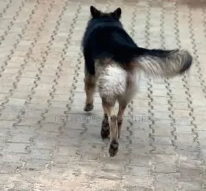 6-12 months Male Purebred German Shepherd