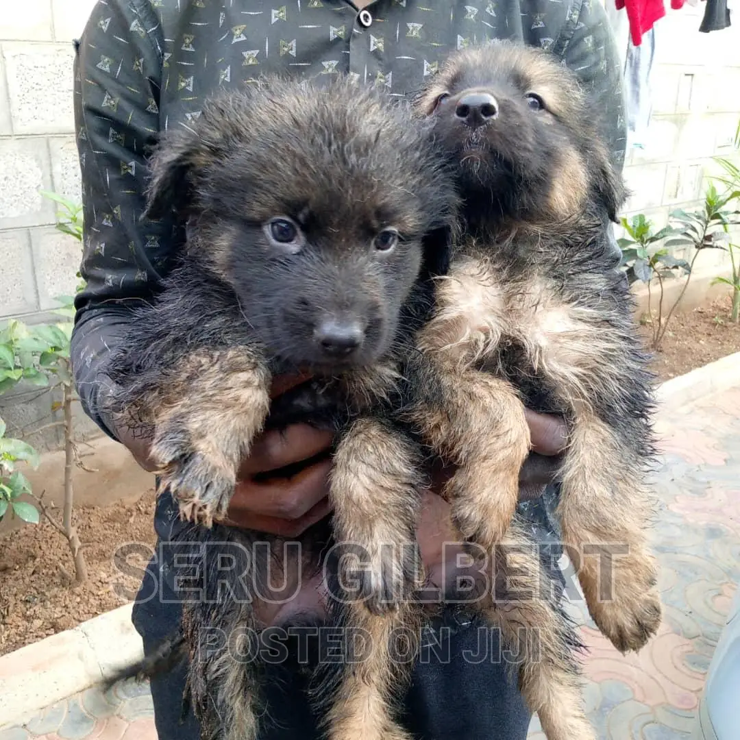 3-6 months Female Purebred German Shepherd