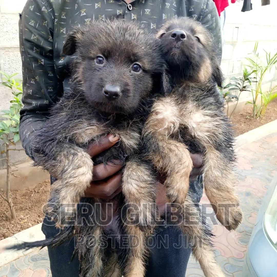 3-6 months Male Purebred German Shepherd