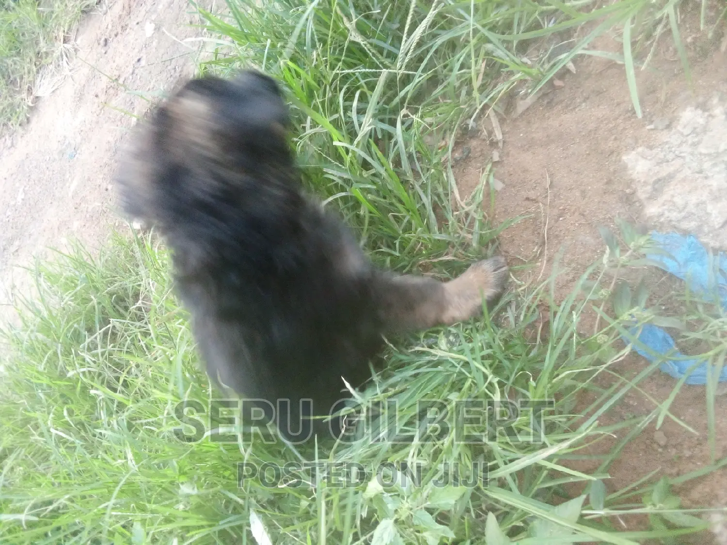 3-6 months Male Purebred German Shepherd