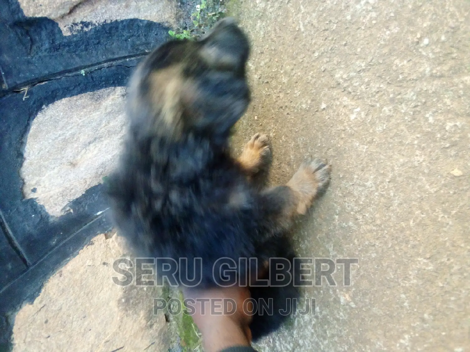 1-3 months Male Purebred German Shepherd